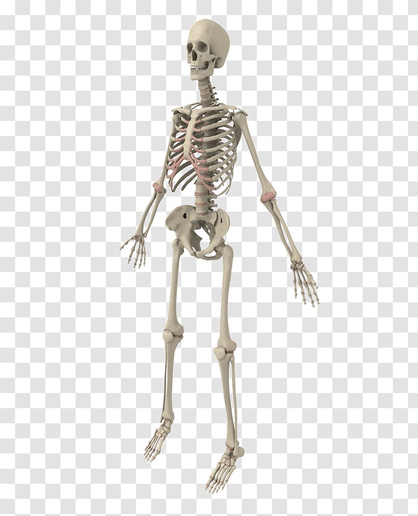 Human Skeleton Bone - Rib Transparent PNG