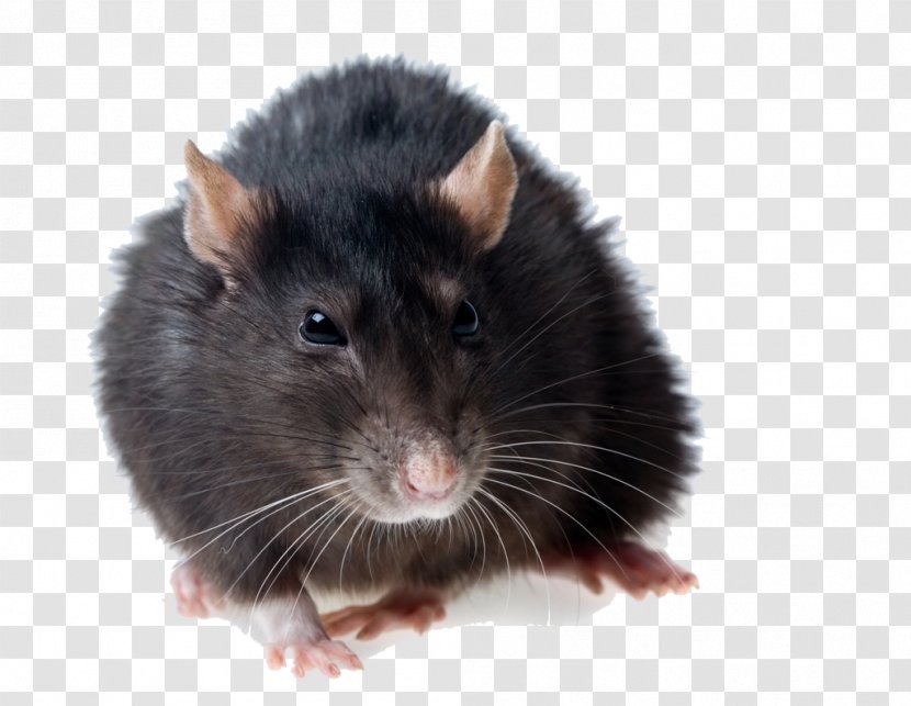 Hamster Background - Rat - Whiskers Gerbil Transparent PNG