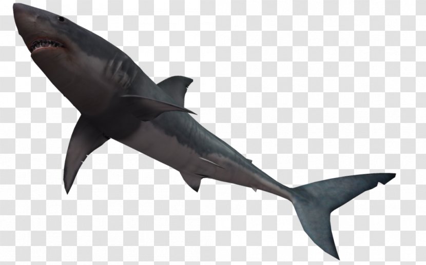 Bull Shark Great White Clip Art - Cartilaginous Fish - Free Images Transparent PNG