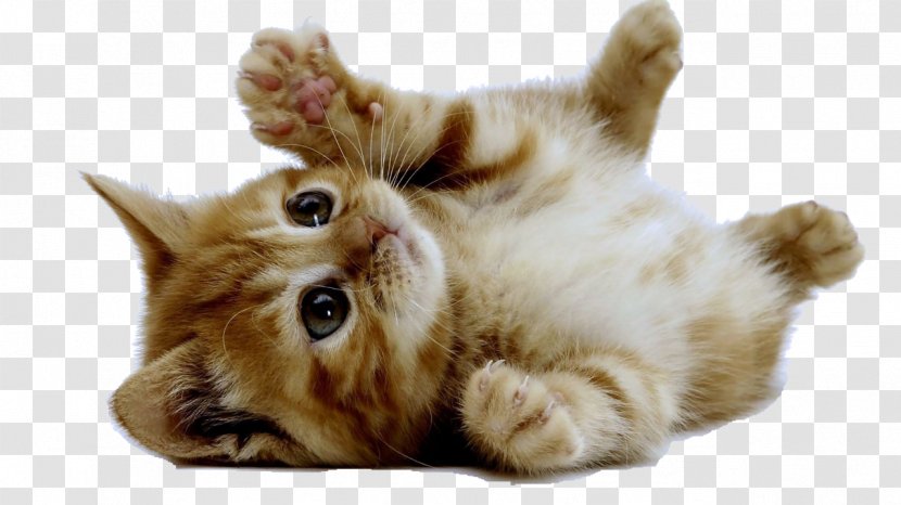 Cute Kitten American Shorthair Cuteness Puppy Transparent PNG