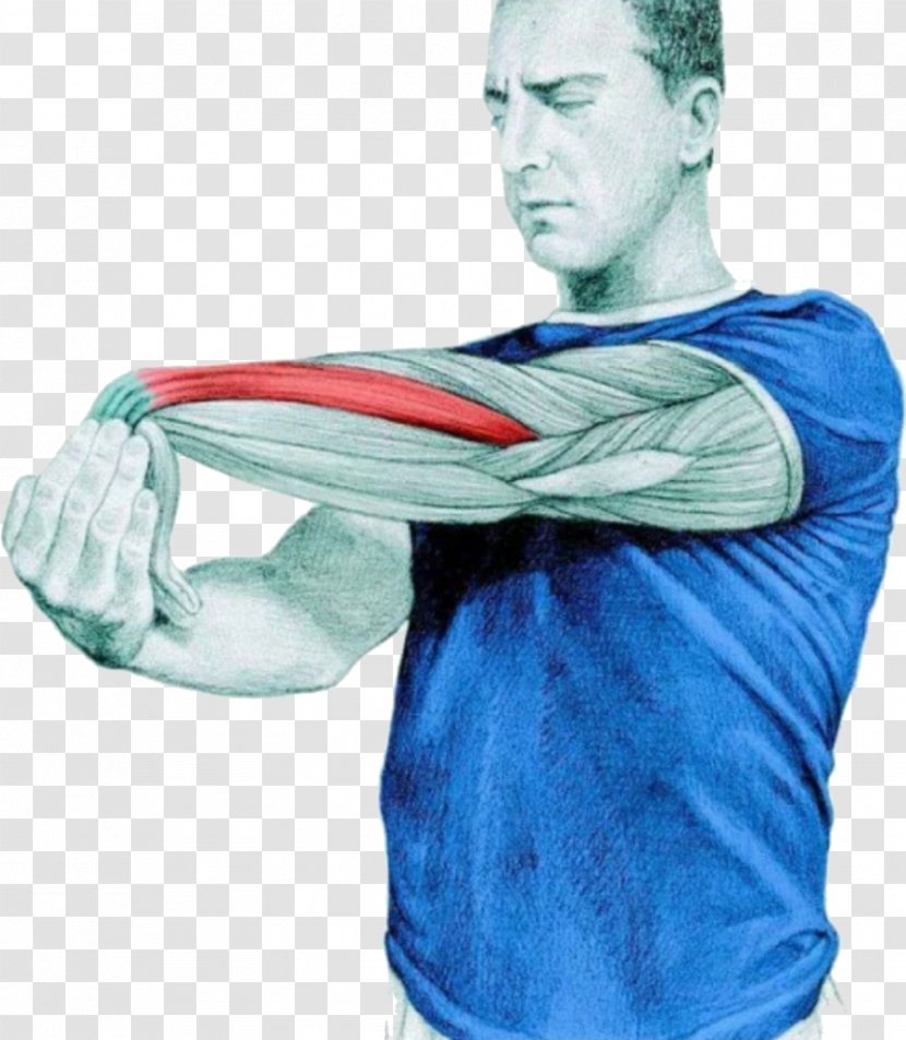 Stretching Anatomy Extensor Digitorum Muscle Forearm - The Pleasing Muscles Of Water Transparent PNG