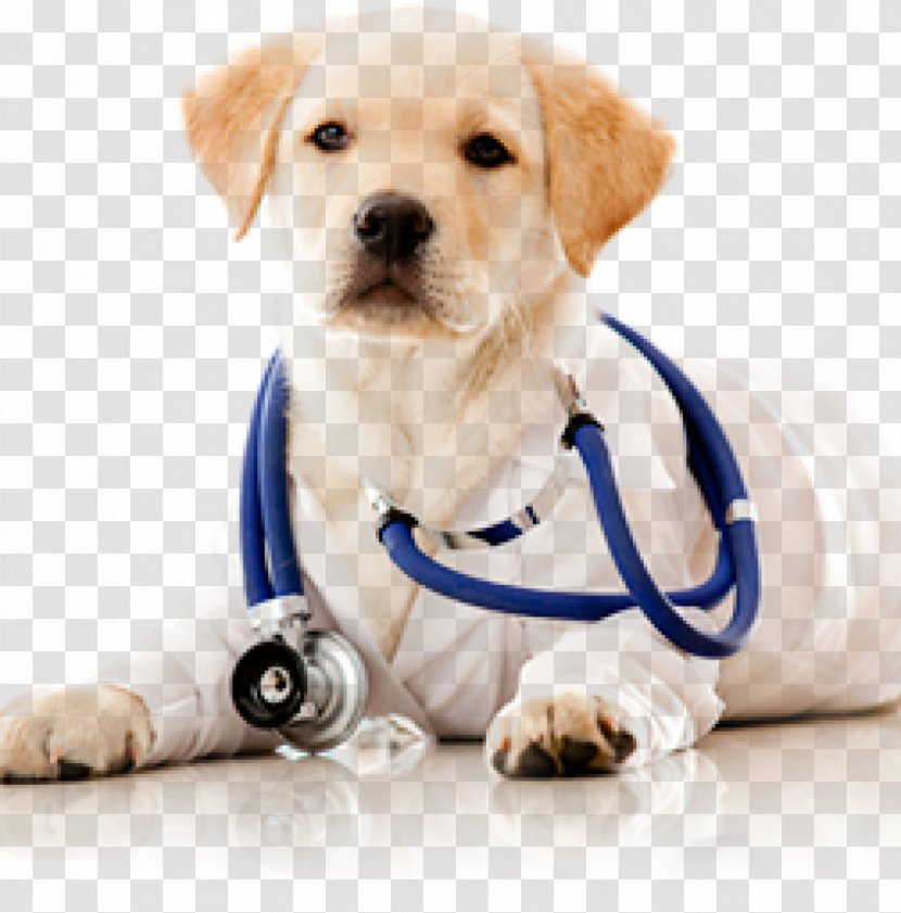 Dog Cat Veterinarian Surgery Clinique Vétérinaire - Veterinary Transparent PNG
