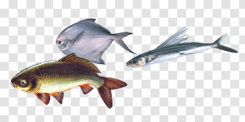 Fish As Food Steak Seafood - Fishing - Sea Bream Transparent PNG