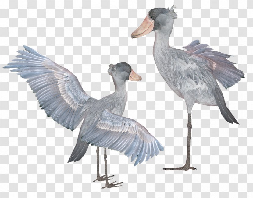 Zoo Tycoon 2 Shoebill Bird Beak - Video Game Transparent PNG