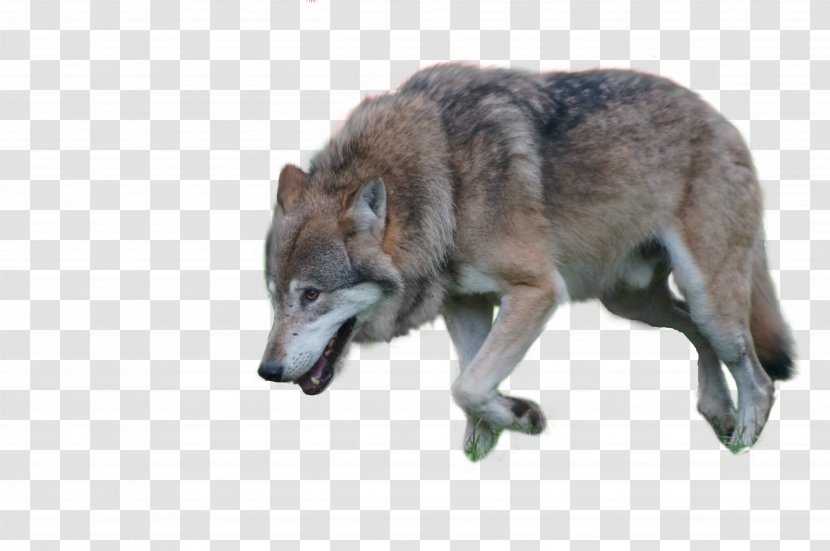 Czechoslovakian Wolfdog Kunming Arctic Wolf Coyote - Carnivoran Transparent PNG