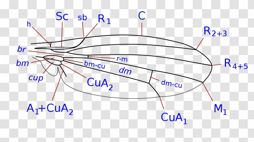 Line Point Organism Angle - Heart Transparent PNG