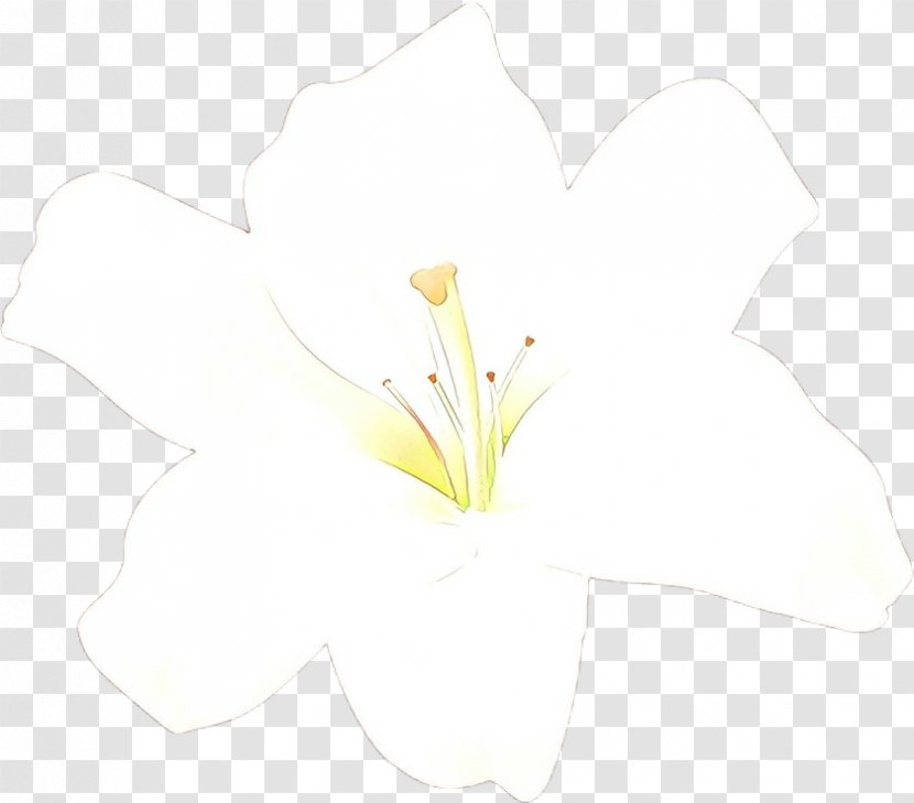 White Flower Yellow Plant Petal - Leaf - Arum Lily Transparent PNG
