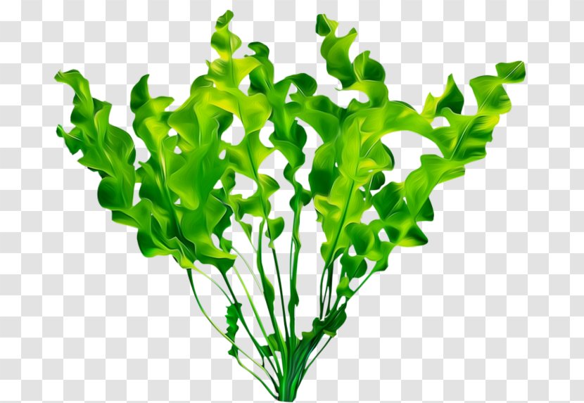Aquatic Plants Leaf - Petal - Plant Transparent PNG