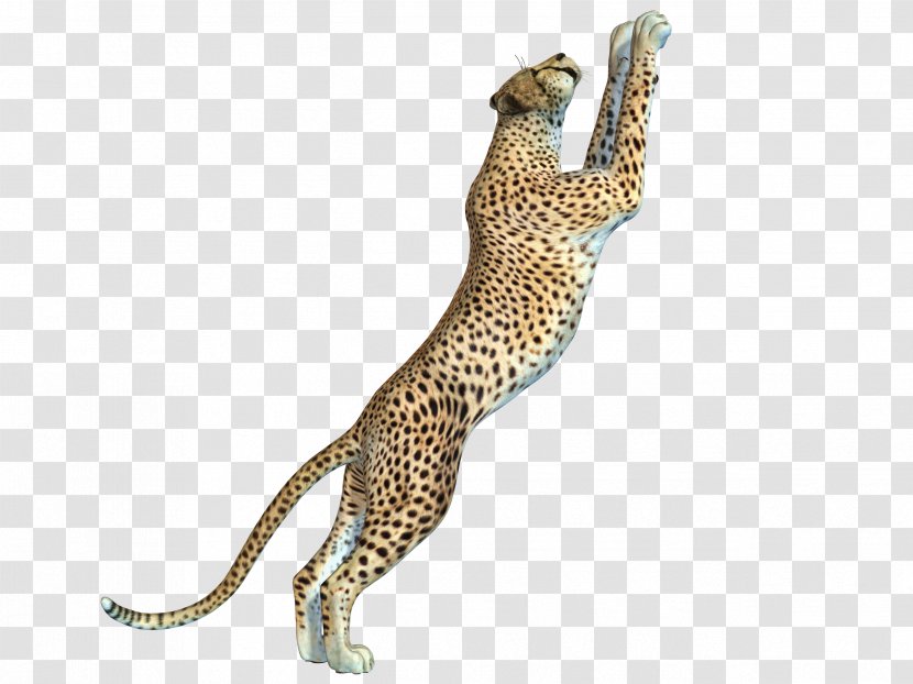 Cheetah Leopard Felinae - Pattern - Free Pull Swoop Transparent PNG