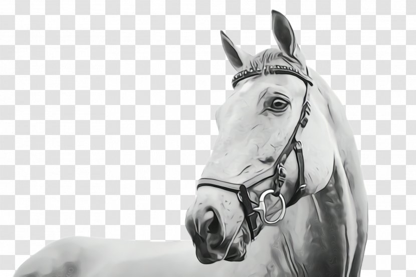 Horse Bridle White Halter Tack - Blackandwhite Mane Transparent PNG
