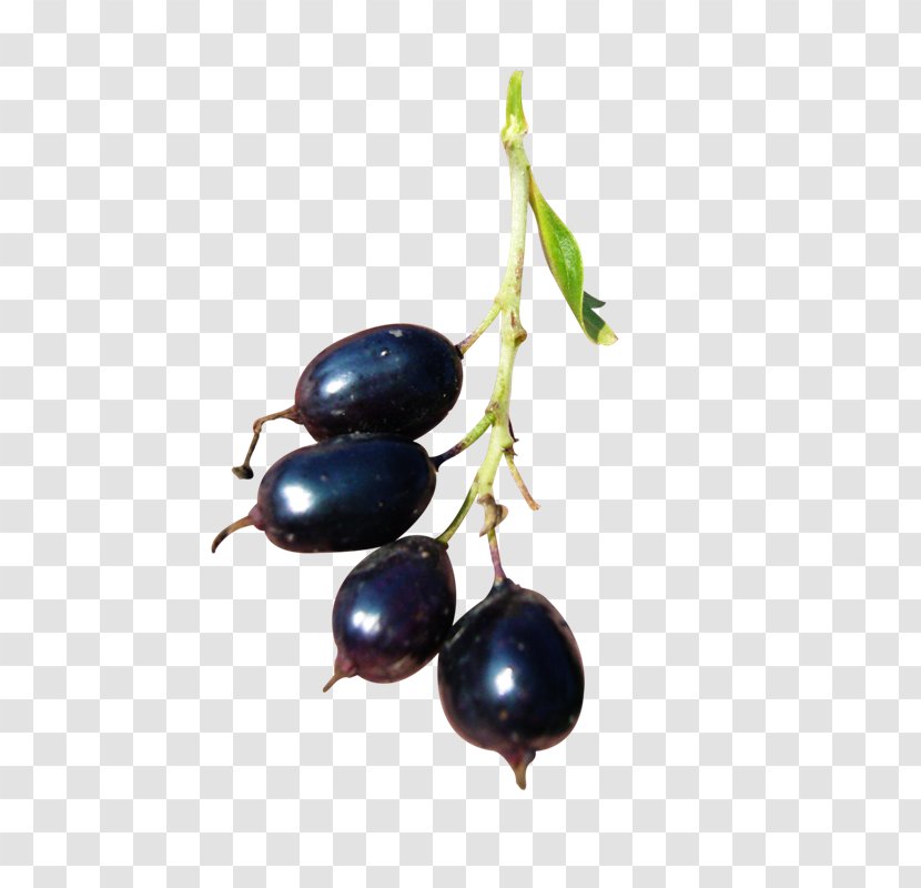 Currant Bilberry Blueberry Fruit - Plant - Chaturthi Frame Transparent PNG