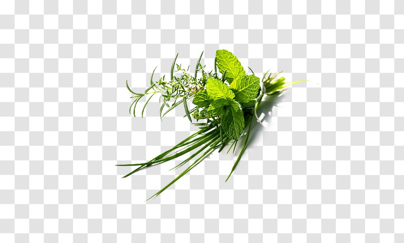 Herb Plant Flat-leaved Vanilla Green - Herbs Transparent PNG
