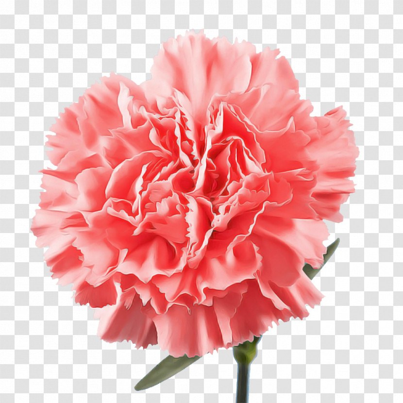 Carnation Cut Flowers Peony M Petal Pink M Transparent PNG