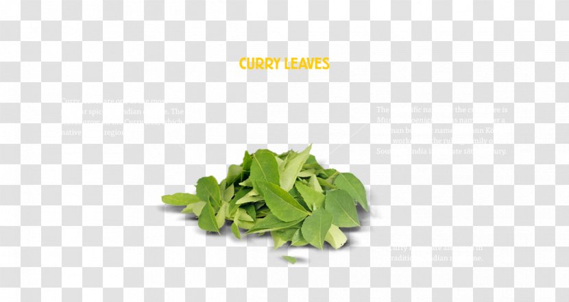 Herb New Curry Leaves Tree Leaf Vegetable - Eating Transparent PNG