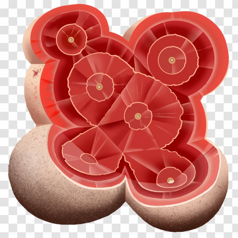 Cut Flowers Petal - Flower - Bacteria Transparent PNG