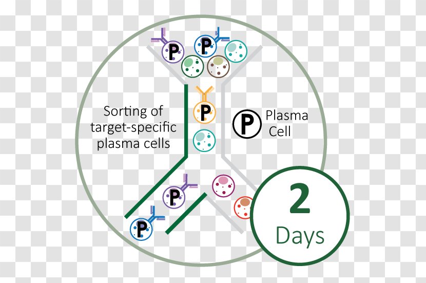 Plasma Cell Monoclonal Antibody Blood Technology Transparent PNG