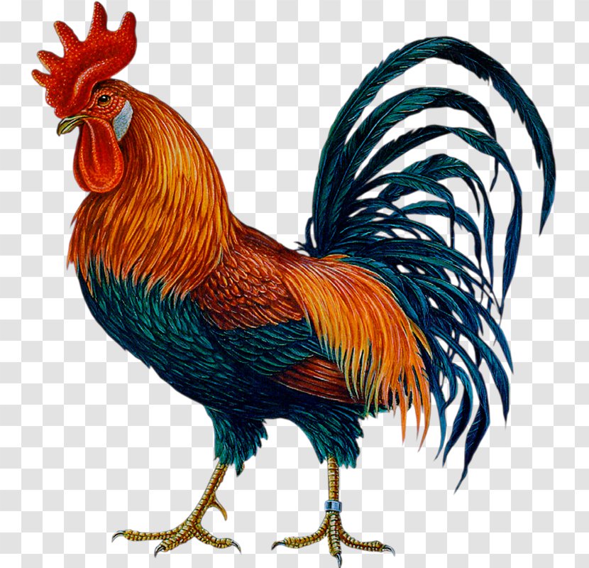 Rooster Chicken Symbol Chinese Zodiac - Cock Transparent PNG