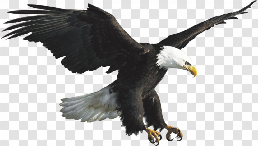 Bald Eagle Steppe Falconiformes Transparent PNG