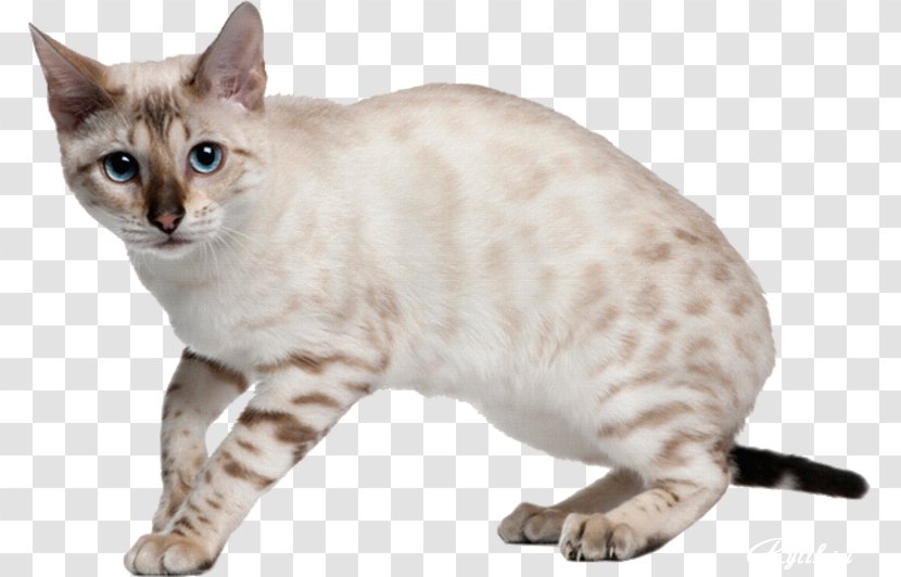 Bengal Cat Kitten Felidae Tiger Breed - Asian Transparent PNG