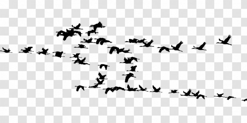 Il Risveglio Degli Europei Bird Migration Crane - Wing Transparent PNG