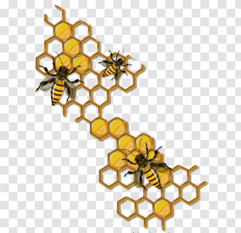 Honey Bee Beehive Drawing Maya Transparent PNG