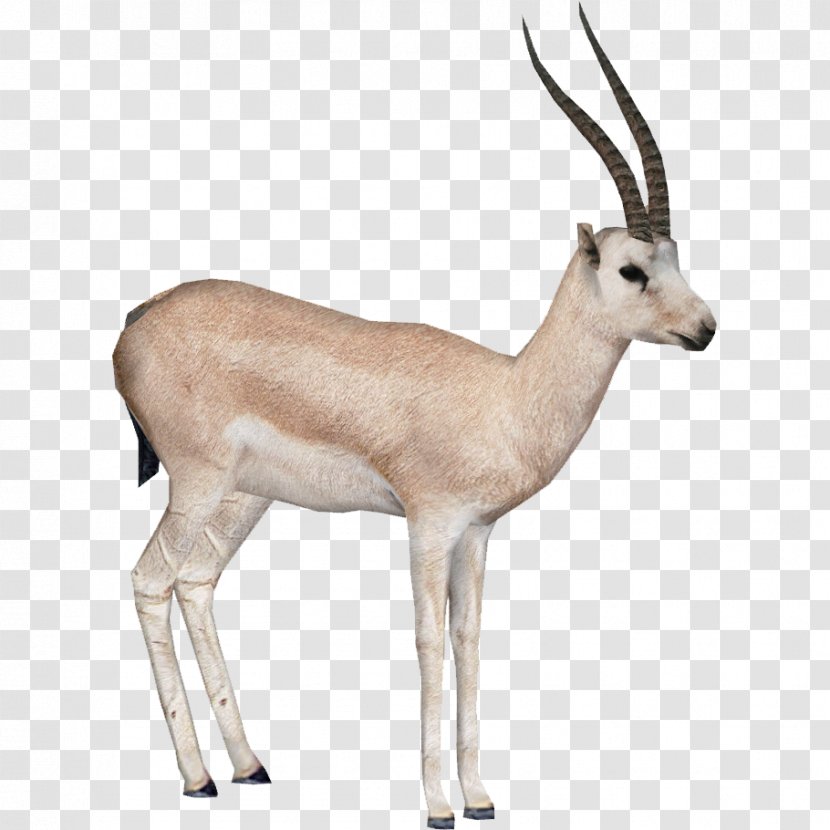 Gemsbok Springbok Impala Antelope - Adobe Fireworks Transparent PNG