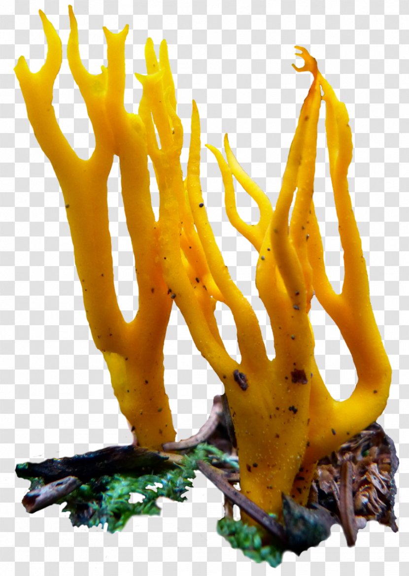 Mushroom Vegetarian Cuisine Food Fungus DeviantArt - Vegetarianism - Fungi Transparent PNG