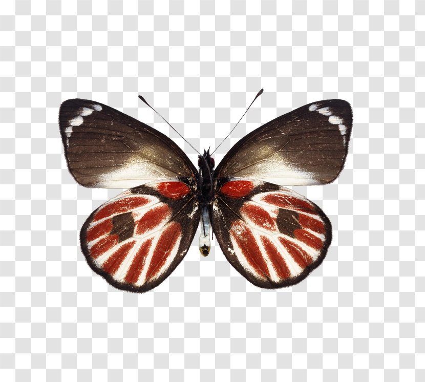 Butterfly Натяжна стеля Ceiling - Arthropod Transparent PNG