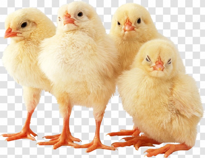 Cornish Chicken Poussin Broiler Poultry By-product Meal - Livestock - Easter Chick Transparent PNG