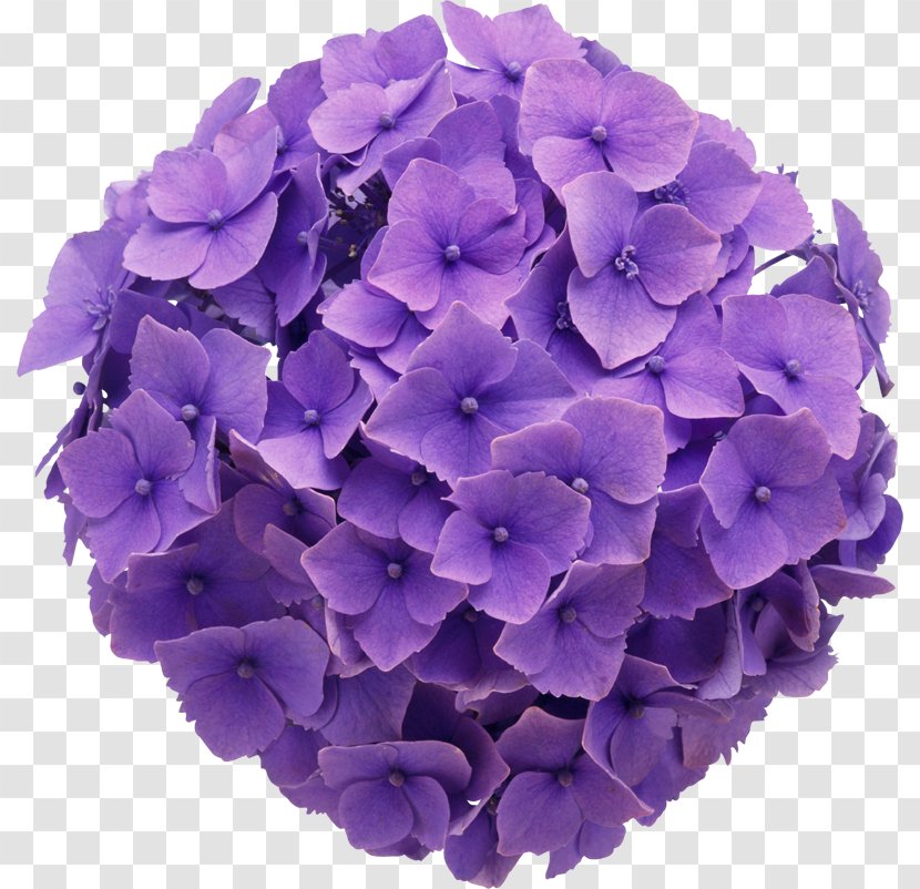 Floral Design Flower Purple French Hydrangea Clip Art - Petal Transparent PNG