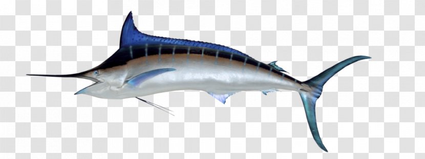 Atlantic Blue Marlin Black Fishing Sailfish White - Swordfish Transparent PNG