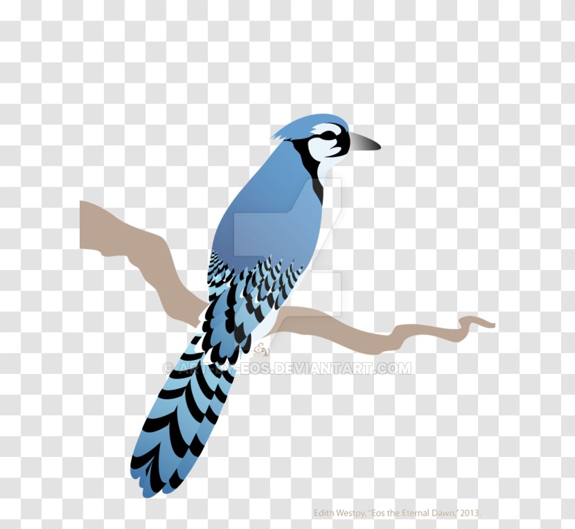 Blue Jay Illustration Beak Feather Cuckoos - Perching Bird - Bluejay Vector Transparent PNG