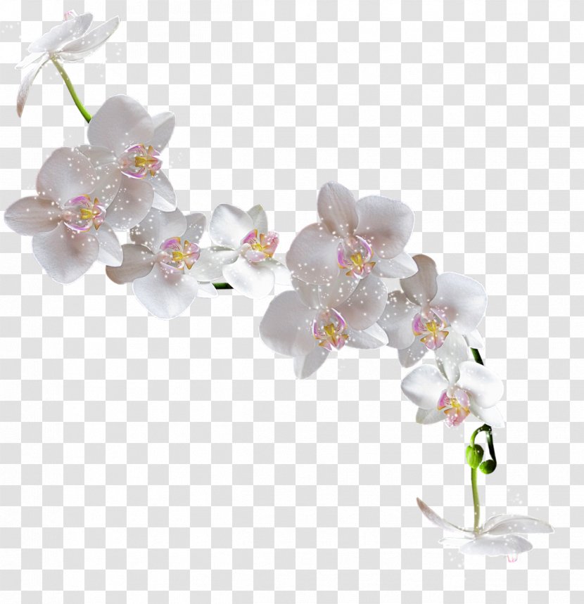 Popular Orchids Flower Clip Art - Vilakku Transparent PNG