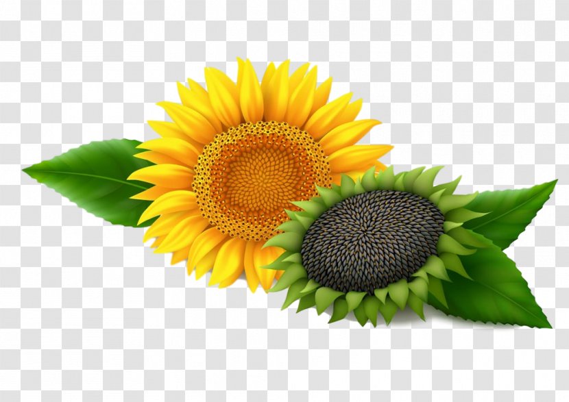 Sunflower - Yellow - Daisy Family Asterales Transparent PNG