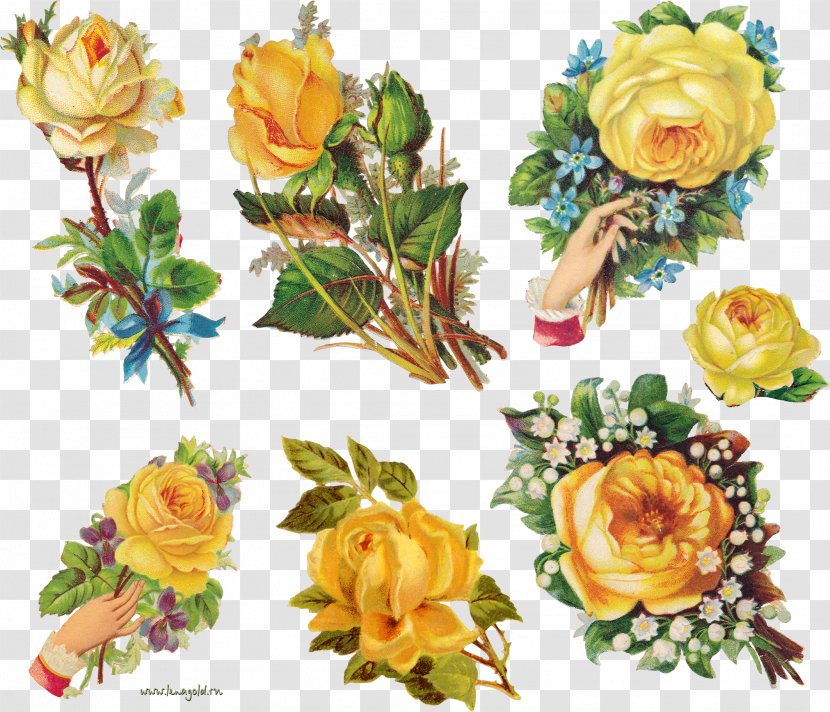 Garden Roses Centifolia Flower Bouquet Petal - Yellow Transparent PNG