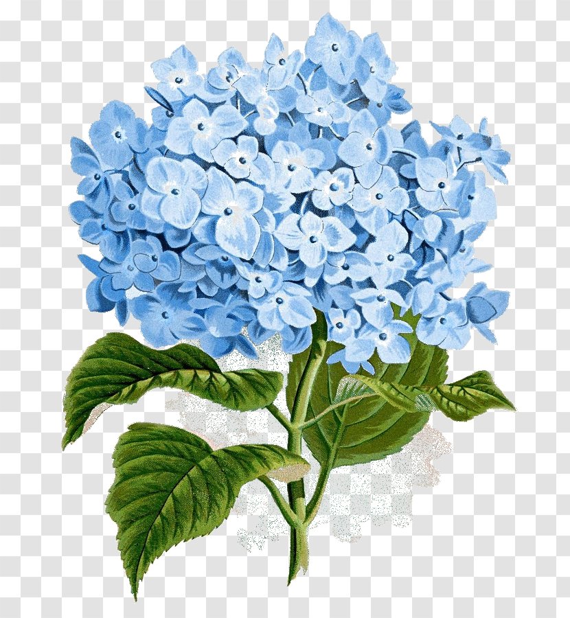 Hydrangea Botanical Illustration Botany Flower Clip Art - Cornales Transparent PNG