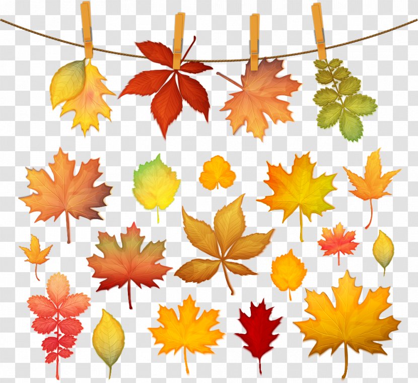 Autumn Leaf Color Maple - Vector Leaves Transparent PNG