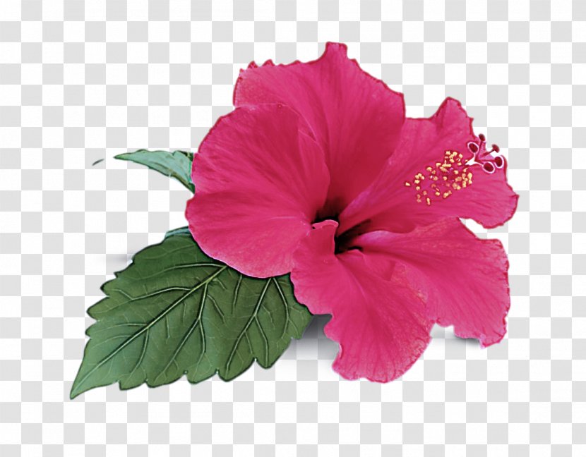 Flower Flowering Plant Petal Hibiscus Pink - Chinese - Mallow Family Transparent PNG