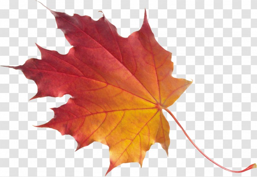 Maple Leaf Tree Norway - Lawn - Four Seasons Transparent PNG
