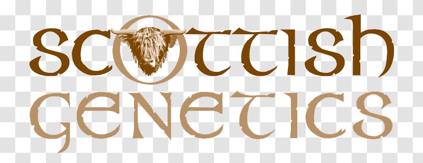 Logo Font Brand Celtic Pottery - Highland Cow Transparent PNG