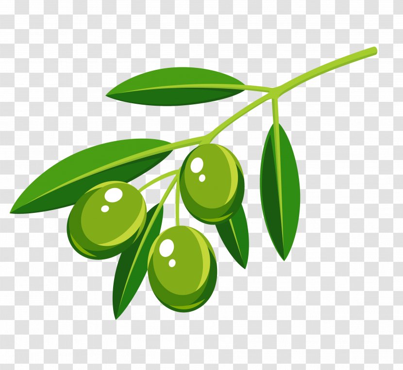 Vector Graphics Royalty-free Olive Branch Image Photograph - Fruit - Leaf Transparent PNG