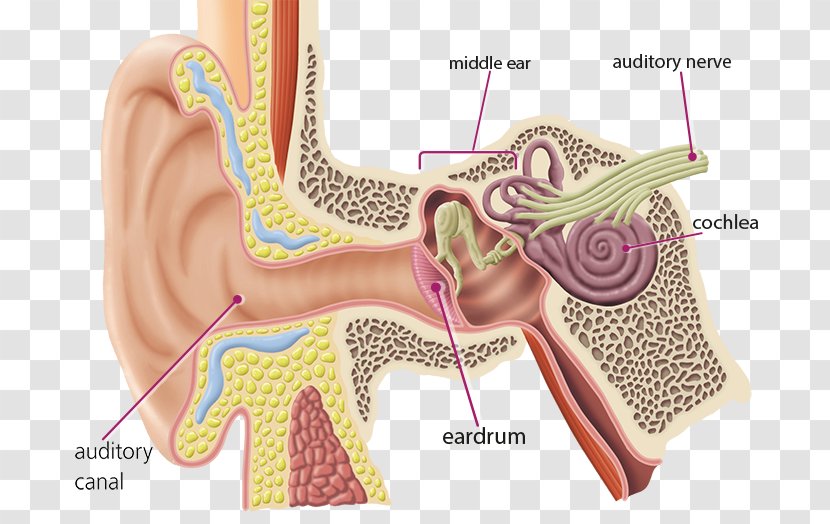 Hearing Brain Cochlear Nerve Auditory System - Tree - Ear Transparent PNG