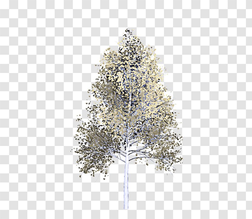 Christmas Tree - Woody Plant - Pine Transparent PNG