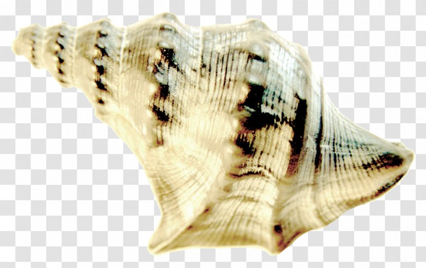 Seashell Conchology - Conch - Pattern Transparent PNG