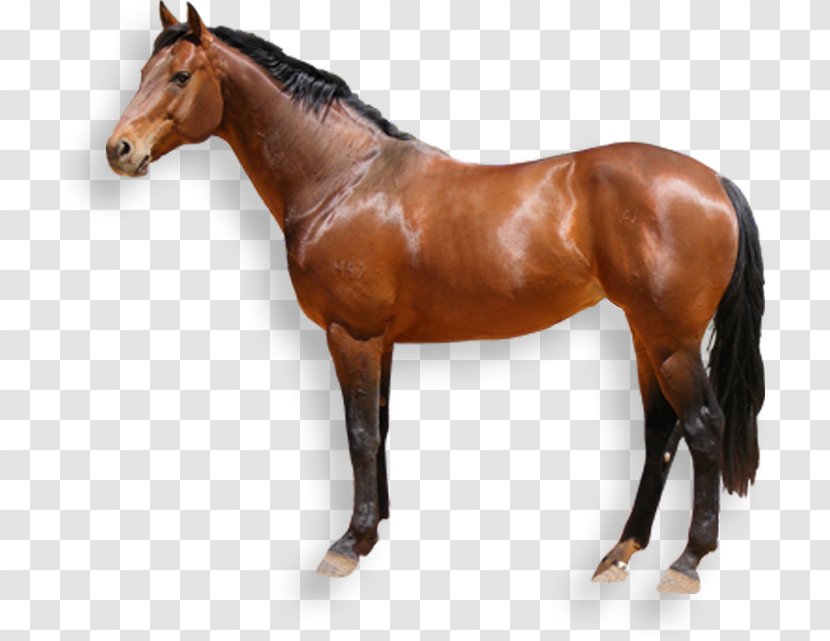 Australian Stock Horse Desktop Wallpaper Clip Art - Pack Animal - Bridle Transparent PNG