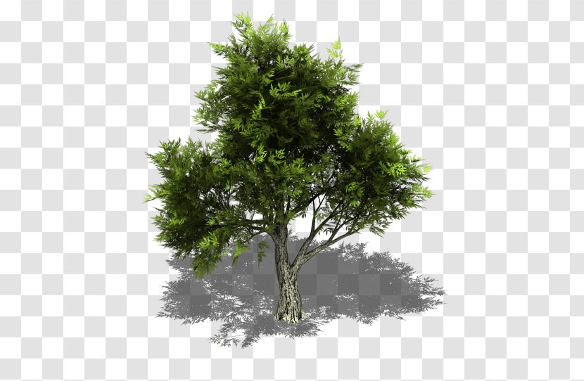 Juniperus Ashei Virginiana Sprite Scopulorum Tree Transparent PNG
