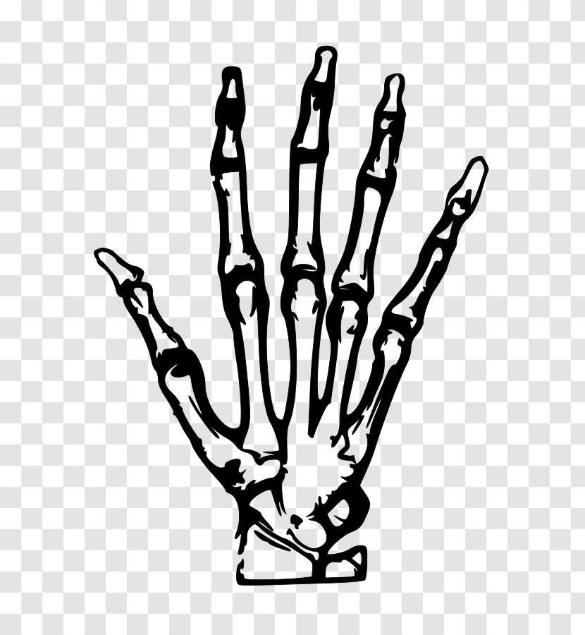 Human Skeleton Hand Clip Art - Xray Clipart Transparent PNG