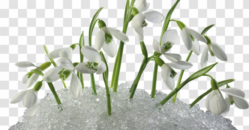 Snowdrop Desktop Wallpaper Primrose Flowering Plant - Crocus - Snowdrops Transparent PNG