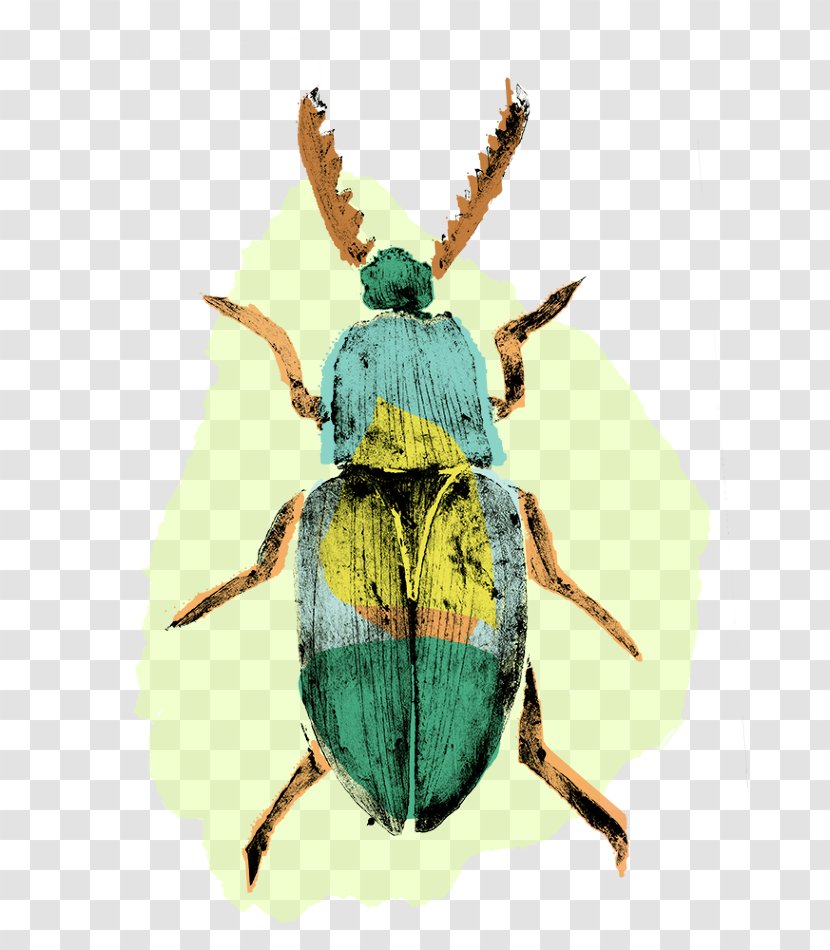 Weevil Insect Pollinator Pest Scarab Transparent PNG