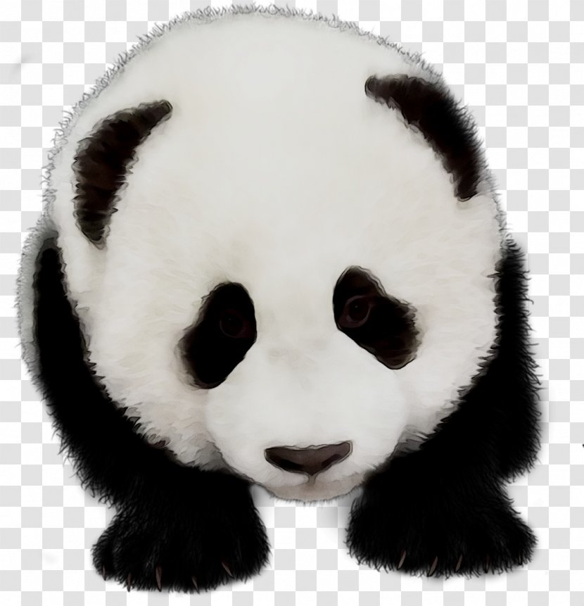 Giant Panda Fur Terrestrial Animal Snout - Blackandwhite - Head Transparent PNG